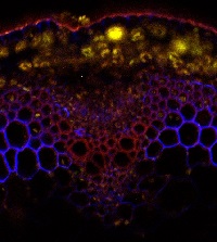 Rhamnogalacturonan-I / Arabinogalactan (clone CCRC-M7) in the group Antibodies Plant/Algal / Cell Wall / Dr. Hahn collection, University of Georgia at Agrisera AB (Antibodies for research) (AS16 3225-1ml)
